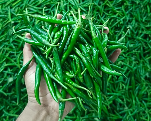 587569055_17867455017496778_366432430602375673_n