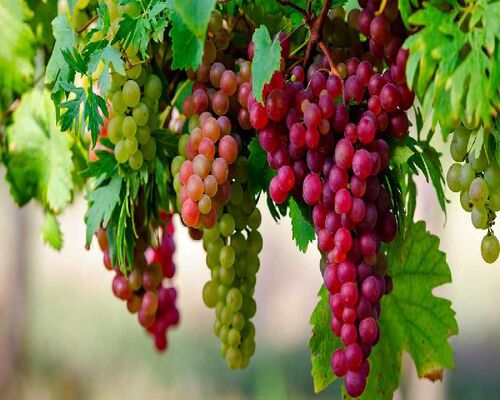 fresh-red-grapes-1614943010-5744804