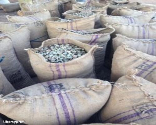 vend-noix-de-cajou-5342-1-large